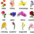 Комнатные растения, цветы и деревья по знакам зодиака