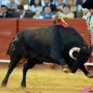 Бои быков в Испании (коррида) Бой с быком — выживает сильнейший